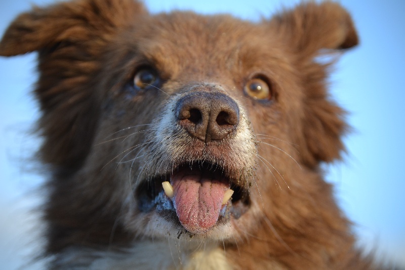 Opale des Terres d'Overcoss