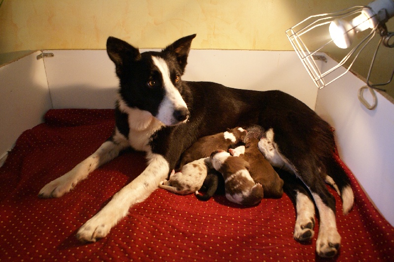 Les bébés 2009