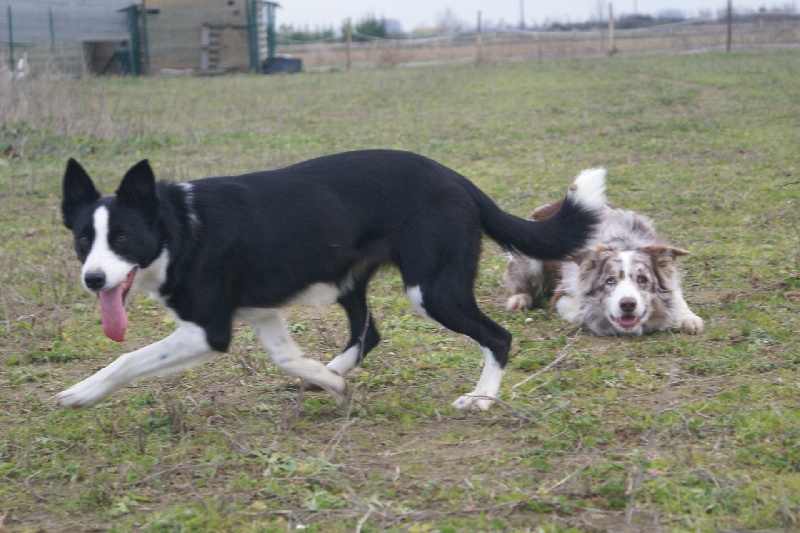 Les chiens au travail