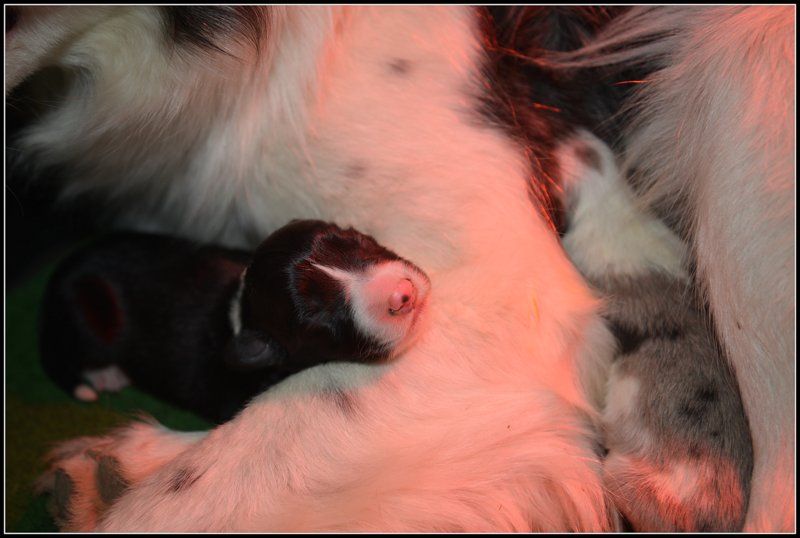 des Terres d'Overcoss - Border Collie - Portée née le 30/04/2017